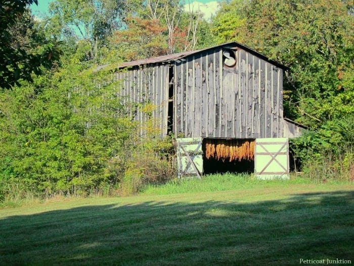 Pumpkin Patch Tour And A Tobacco Barn Tale Petticoat Junktion