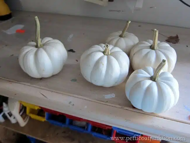 white pumpkins