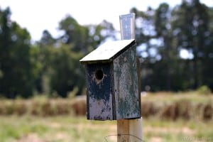 dads-handmade-homemade-birdhouses-Petticoat-Junktion.jpg
