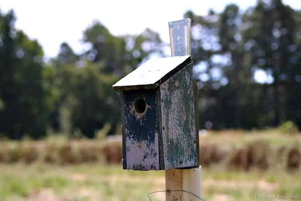 The Birdhouses My Dad Built | A Farm Story