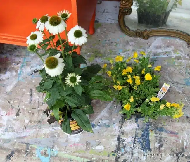 flowers for pot Petticoat Junktion