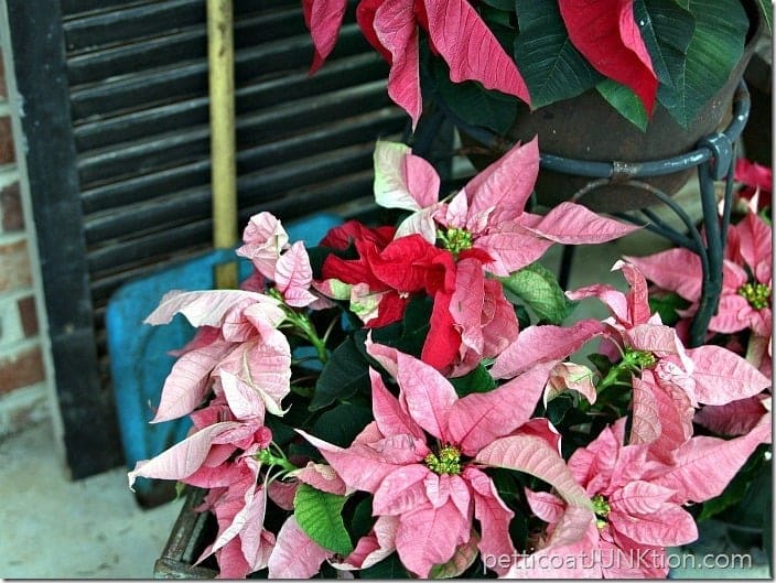 pink poinsettias Petticoat Junktion Christmas from my front porch