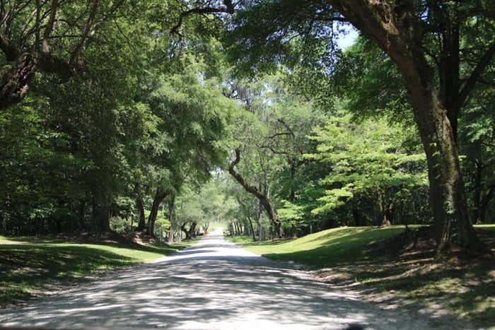 Drayton Hall Drive
