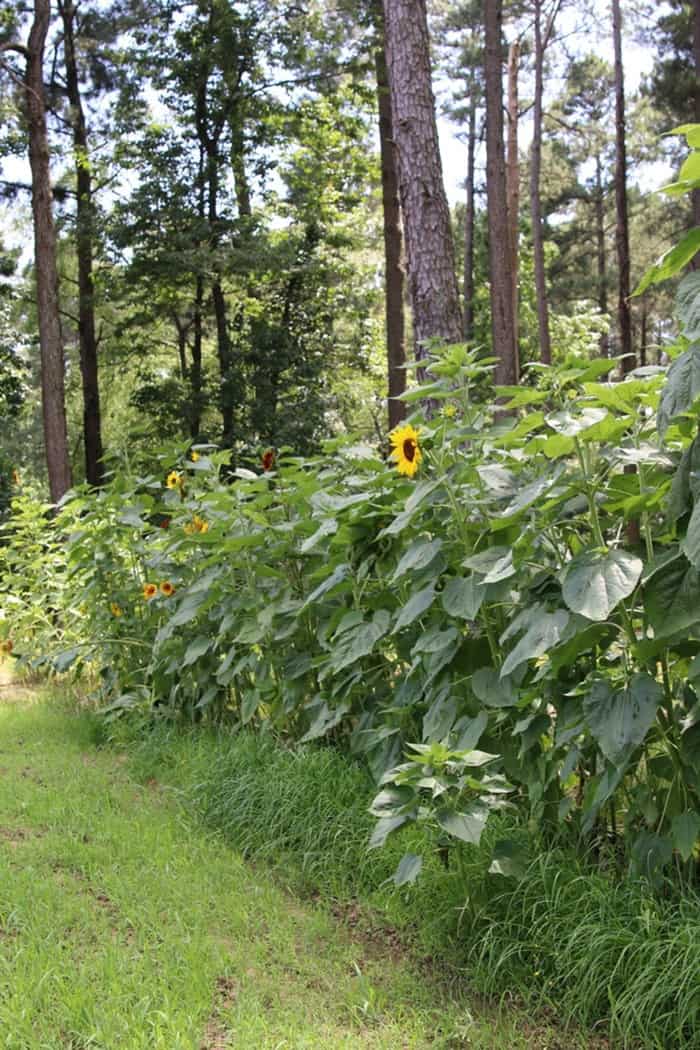 Row of Sunflowers in my dad's garden Petticoat Junktion