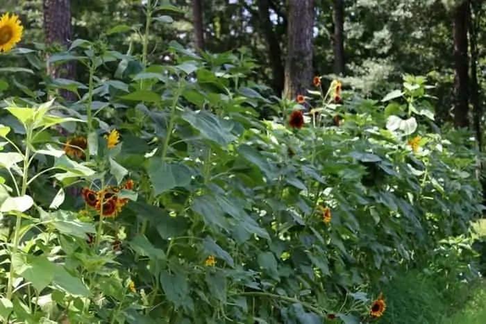Dad’s Garden | Giant Sunflowers | Alzheimer’s Story Part IV