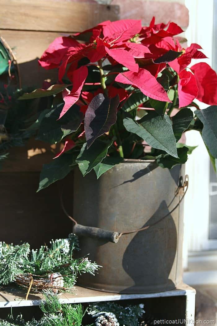 poinsettia as Christmas decor