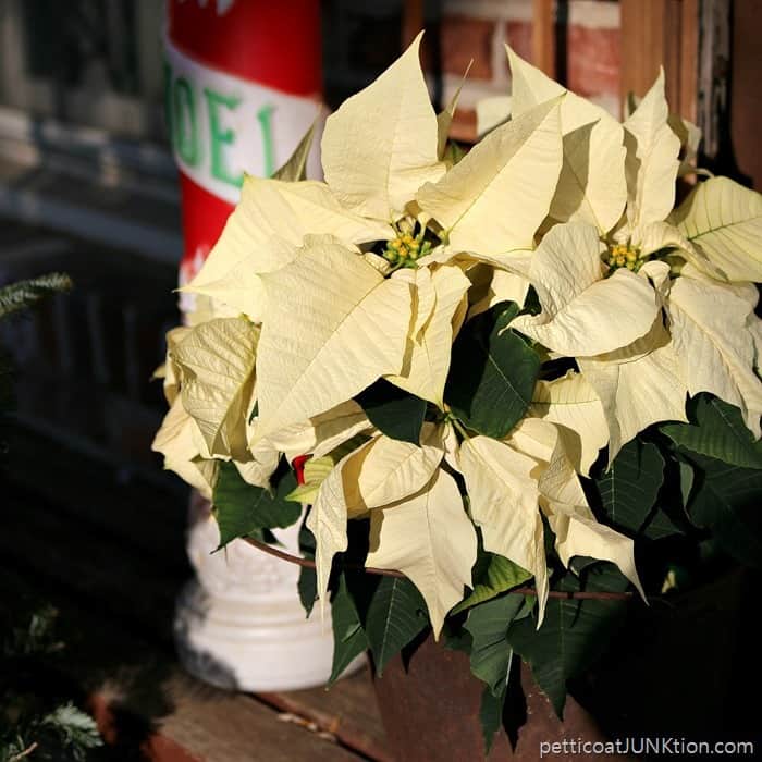 poinsettia in creamy buttery white