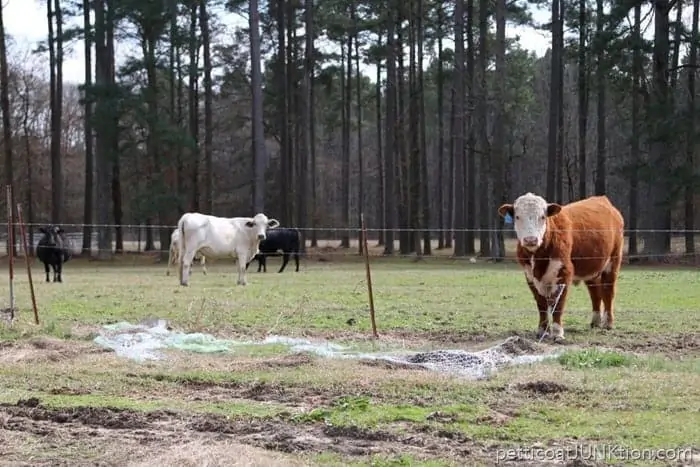 Another Arkansas story and the cows 