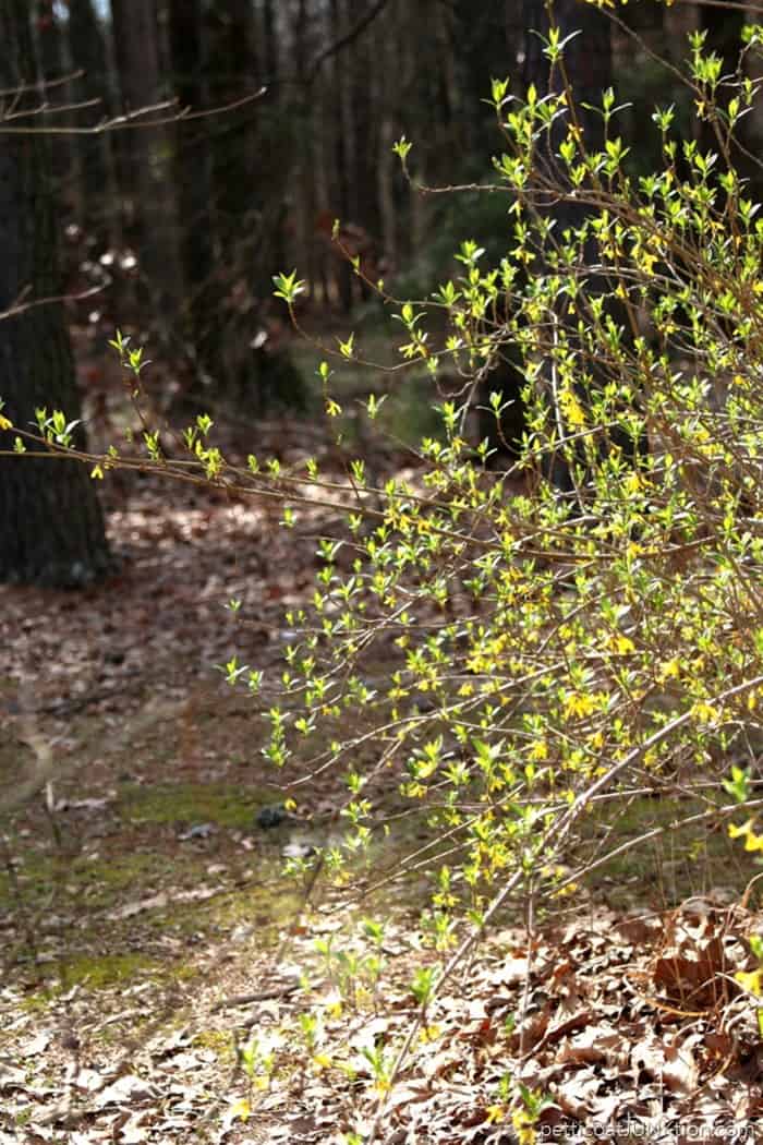 Forsythia bush