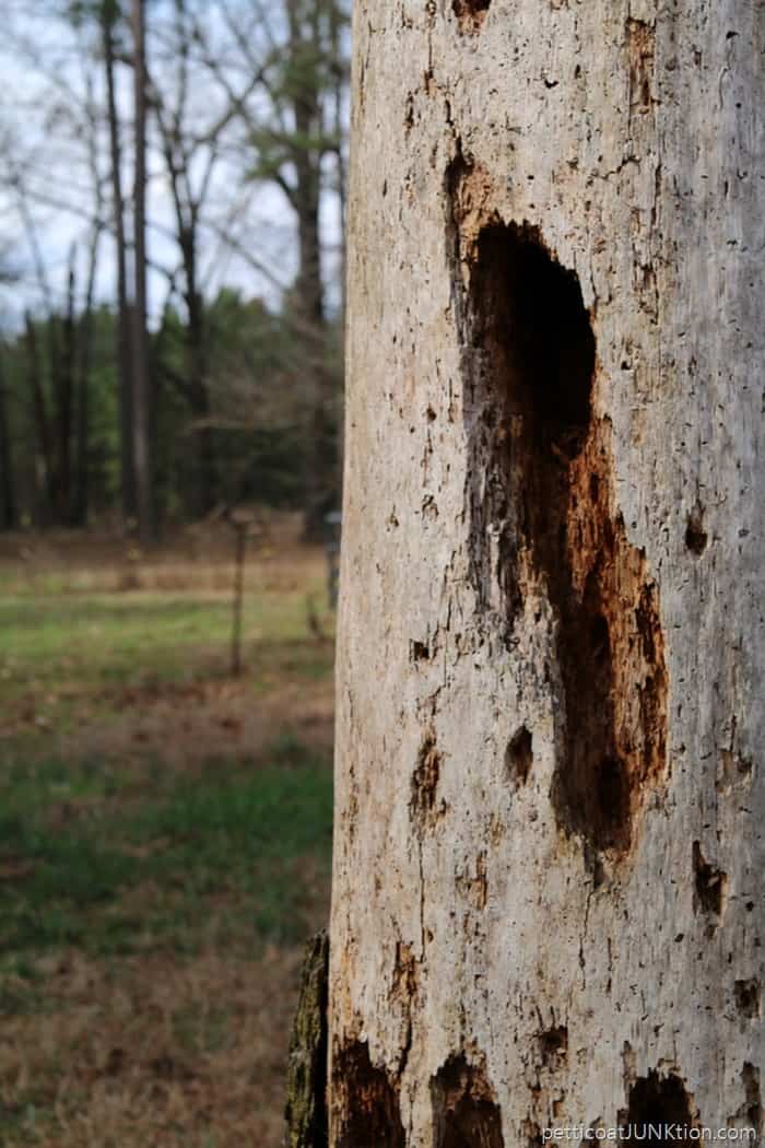 rotton tree trunk