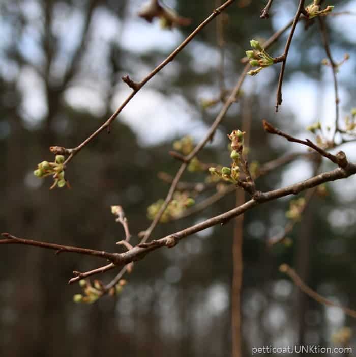 tree buds