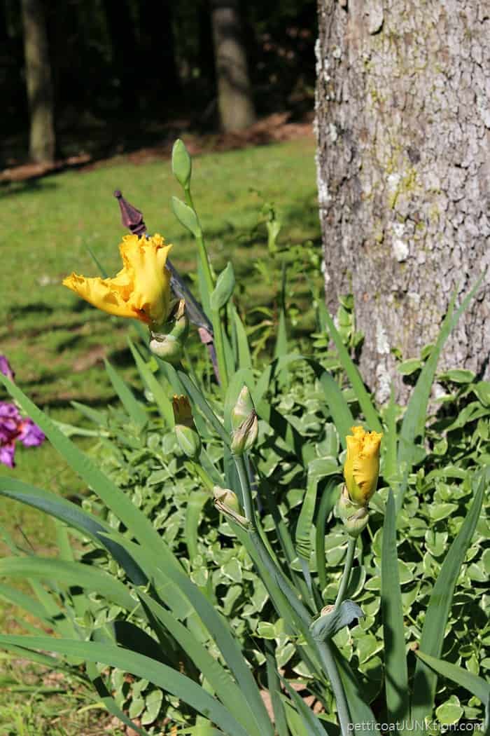 Spring flowers blooming in the yard