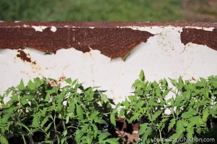 tomato plants