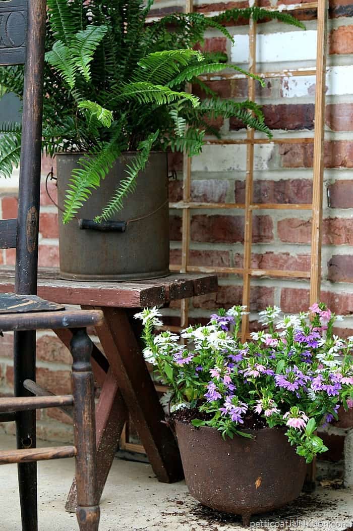 fern in reclaimed bucket