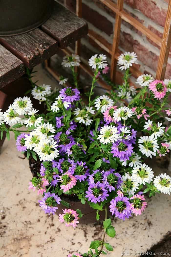 white and purple flowers