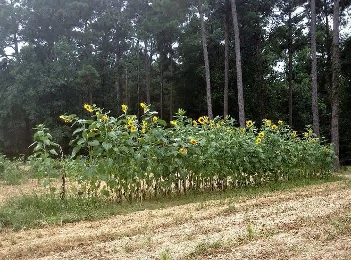 Sunflowers in dads garden