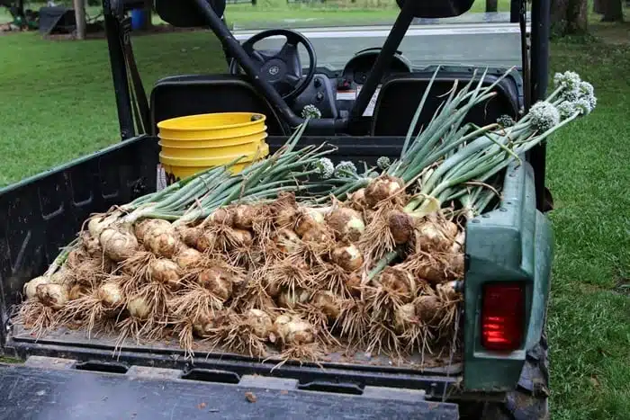 crop of onions