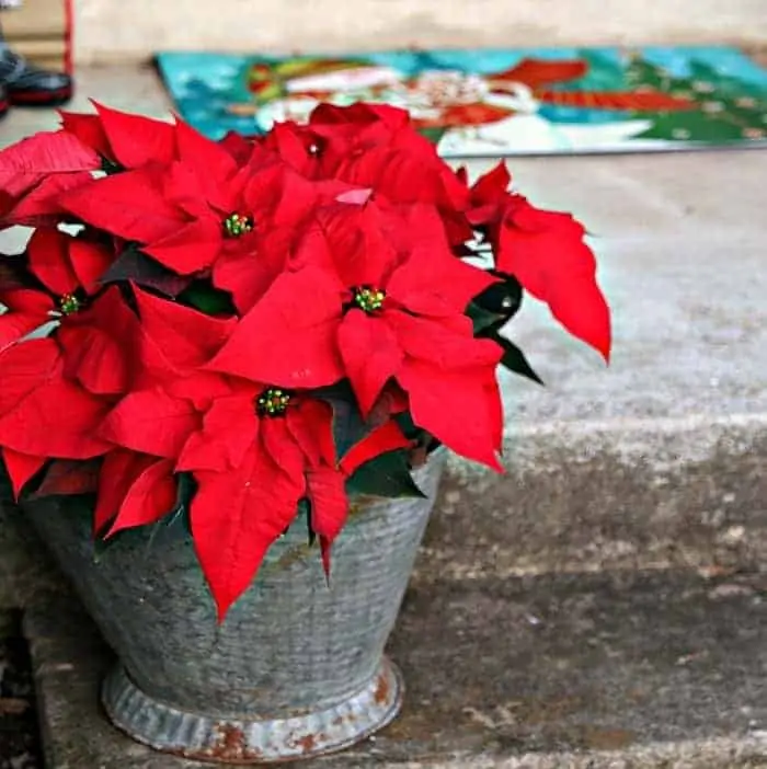 red poinsettias decoration for Christmas porch ideas