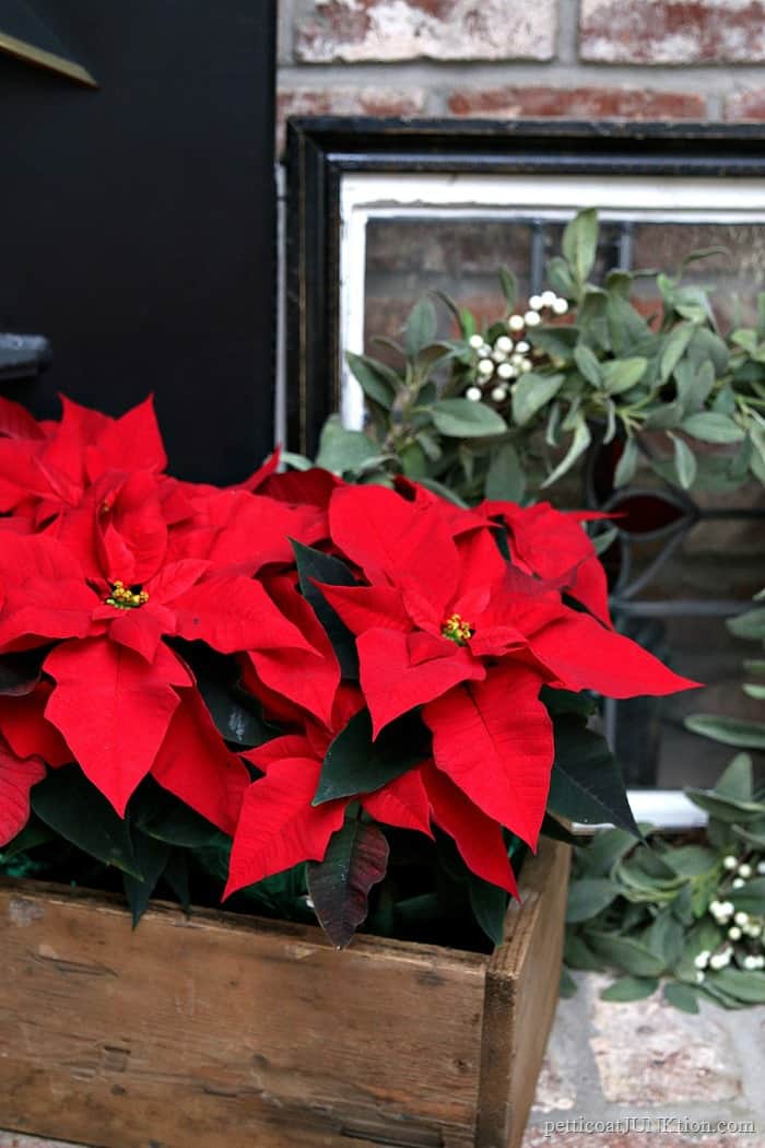 poinsettias in wood box