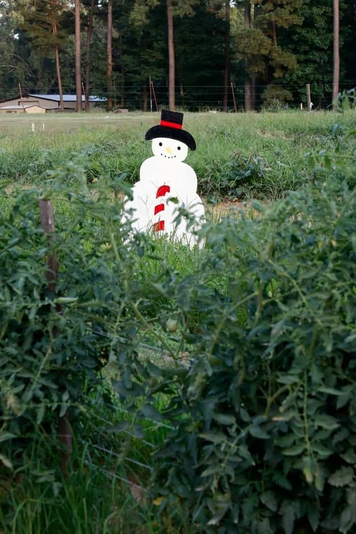 My Dad uses Snowmen as Scarecrows in his Arkansas garden