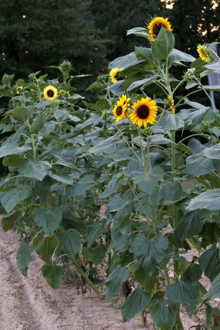 Alzheimer's story , Sunflowers in Dad's garden Arkansas