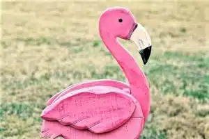 paint a pink flamingo