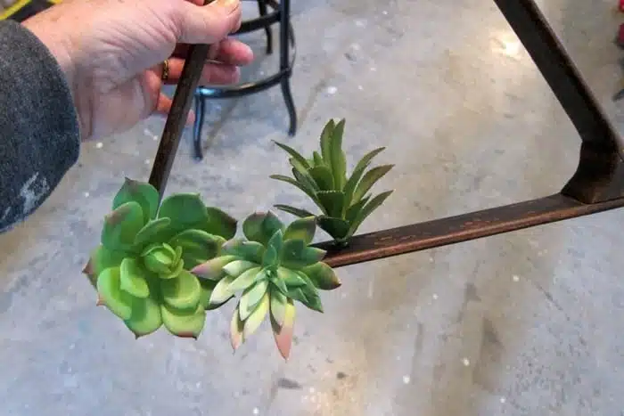how to arrange succulents