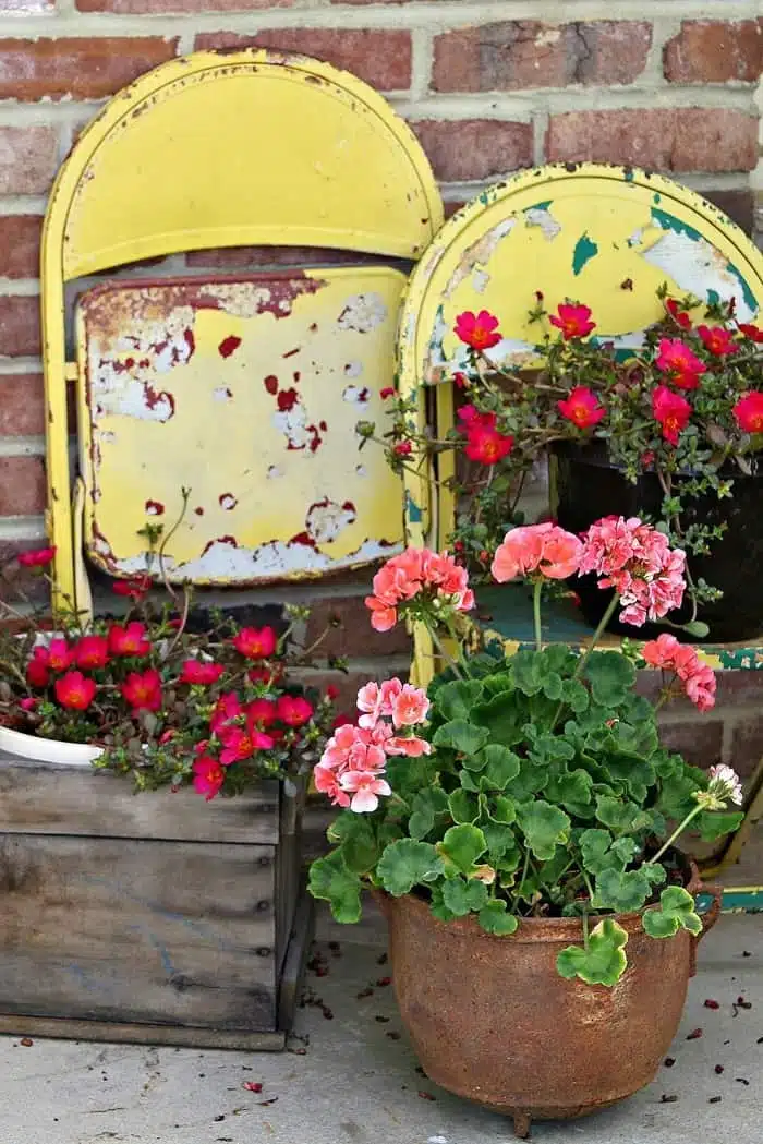 geraniums in antique rusty iron pots