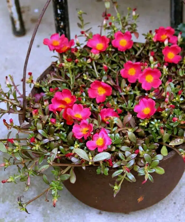 pretty flowers for the porch