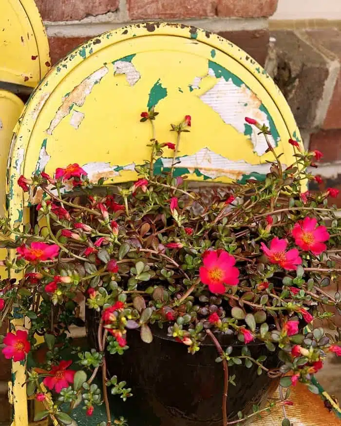 yellow chippy chair used to display flower plants on the porch