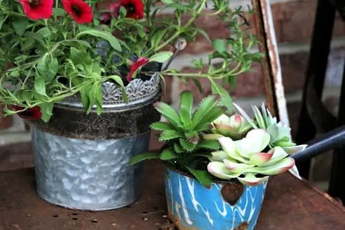 unique succulent planter idea