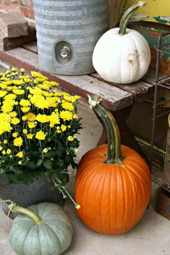 Buckets of Mums for Fall decorating