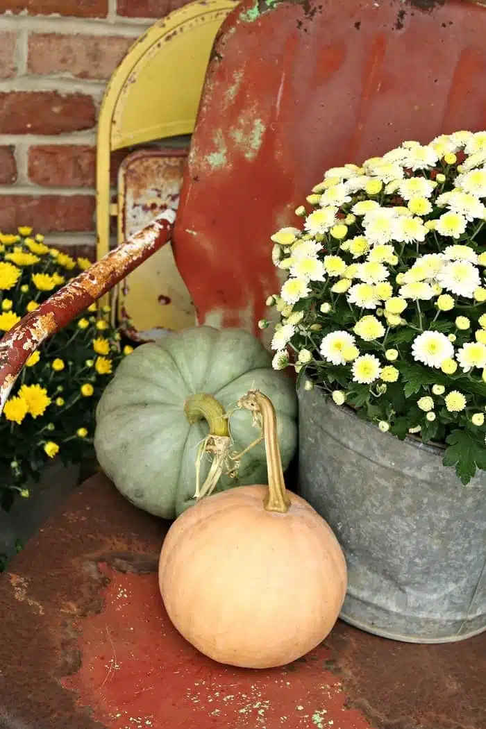 Heritage pumpkins and white mum