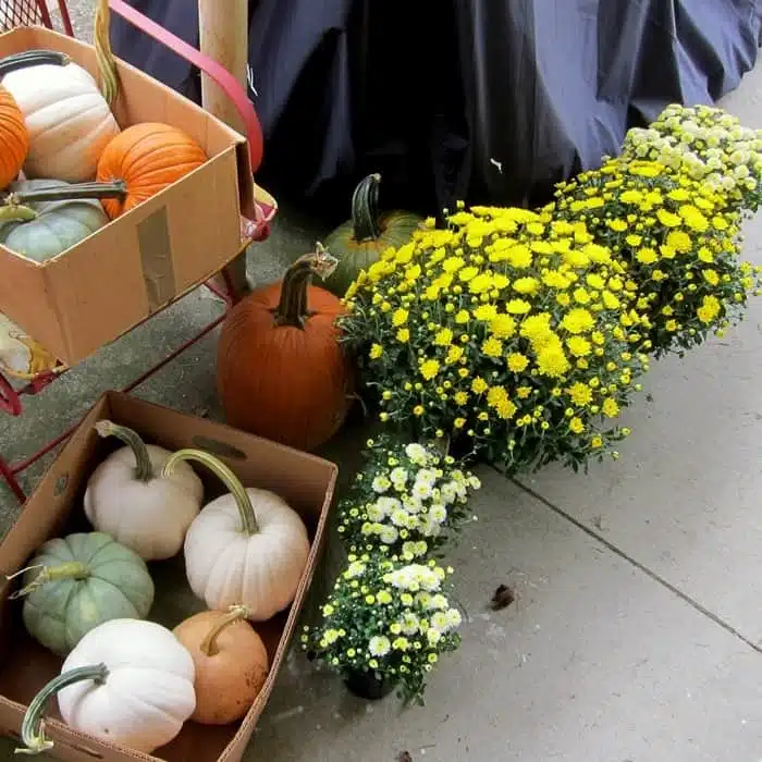 Mums and pumpkins for Fall decorating