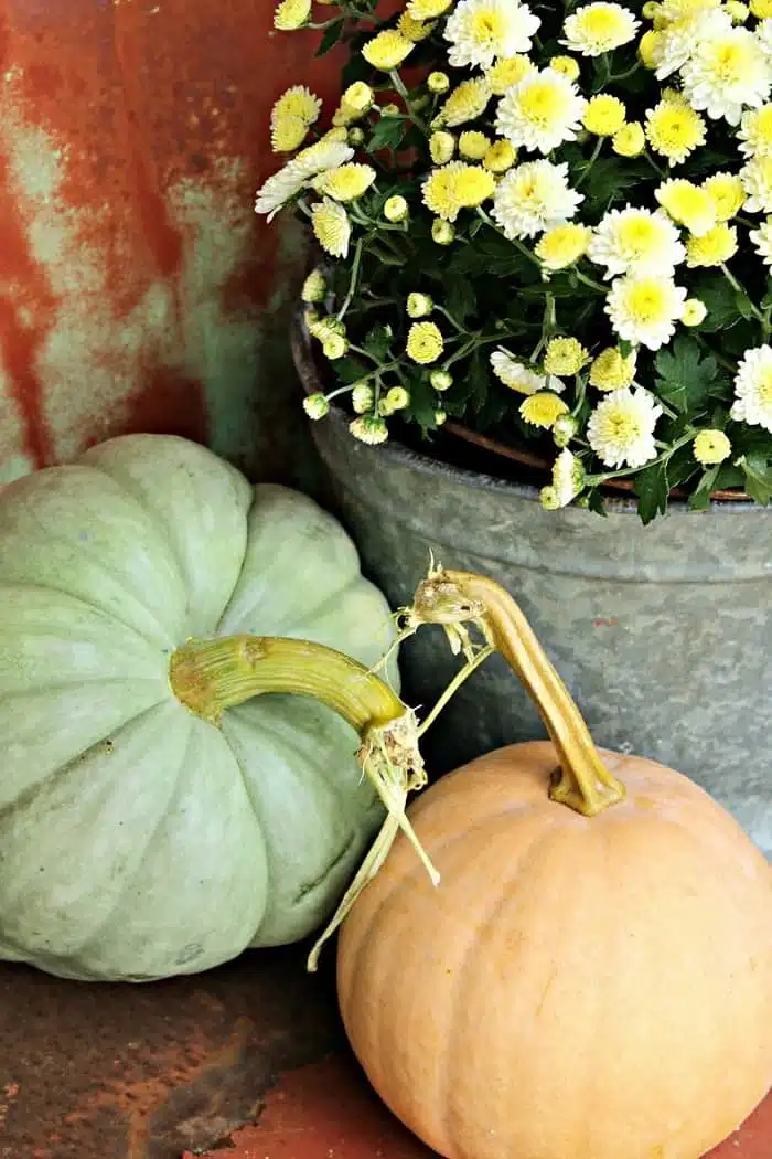 pumpkins and mums