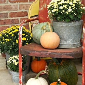 Buckets of Mums And Plenty of Pumpkins for Fall decorating