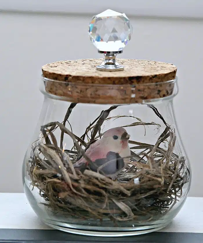display a bird and nest under glass