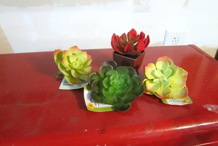 succulent plants from the Dollar Tree