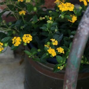 Porch Flowers,