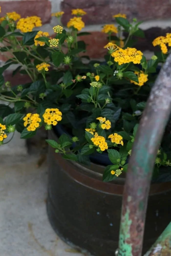 Lantana flowers in a pot