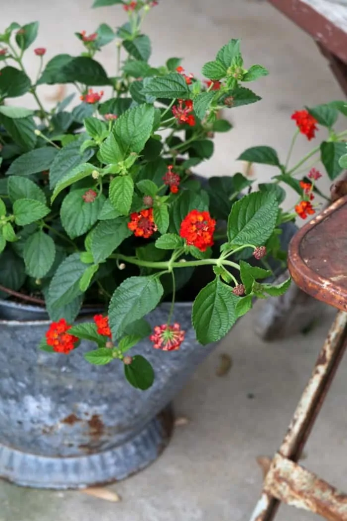 Pretty Porch Flowers In Rusty Pots - Petticoat Junktion