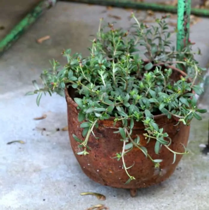 rusty pot for flowers