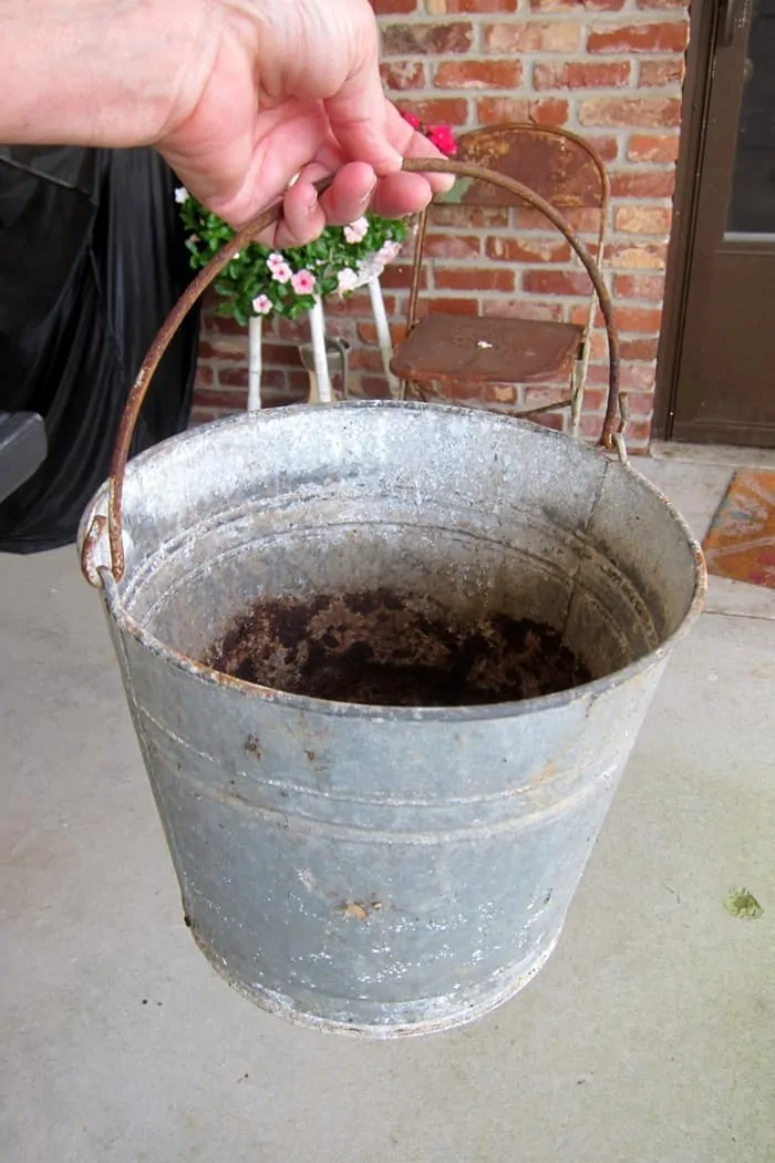 small galvanized bucket was an inexpensive buy at the auction