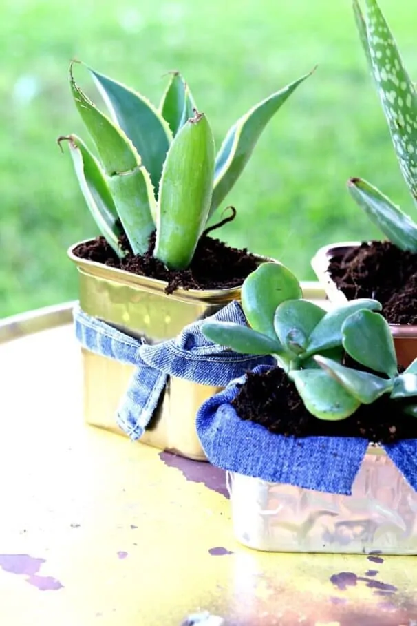 DIY Recycle Project: Spray Paint Spam Cans To Use As Succulent Pots