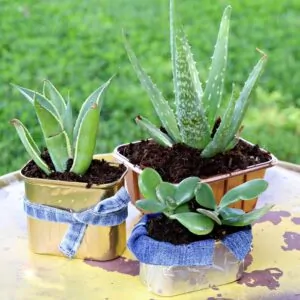 make succulent containers using recycled food cans