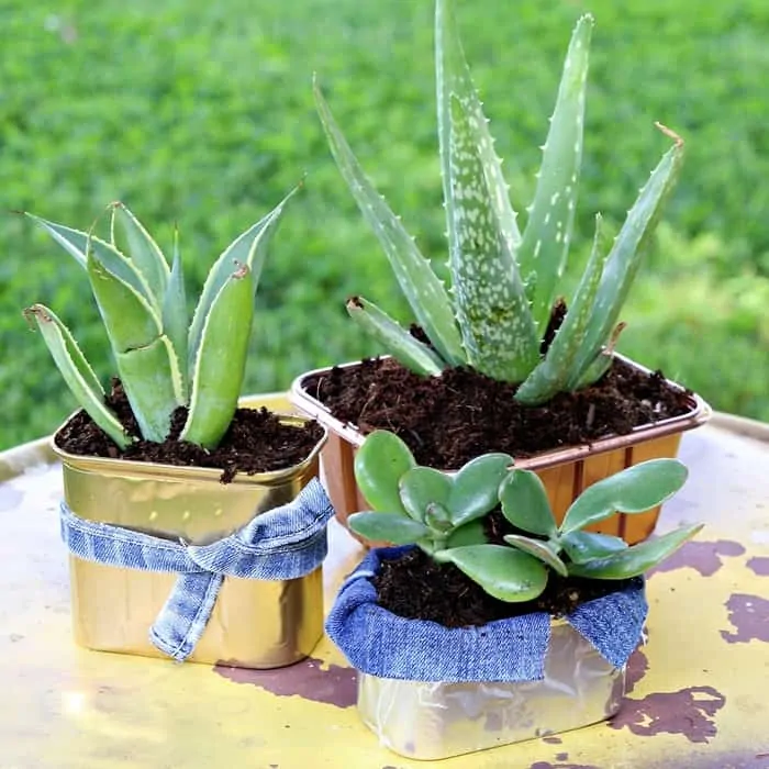 Planting Succulents in Recycled Glass Jars (DIY)