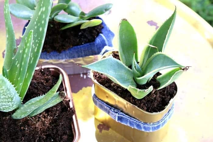 make plant pots using recycled Spam cans and plastic fruit containers