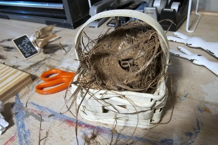 place real bird nest in basket