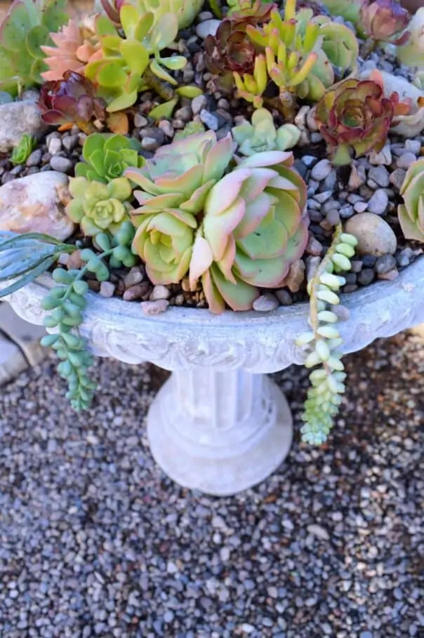 succulent birdbath planter from my uncommon slice of suburbia