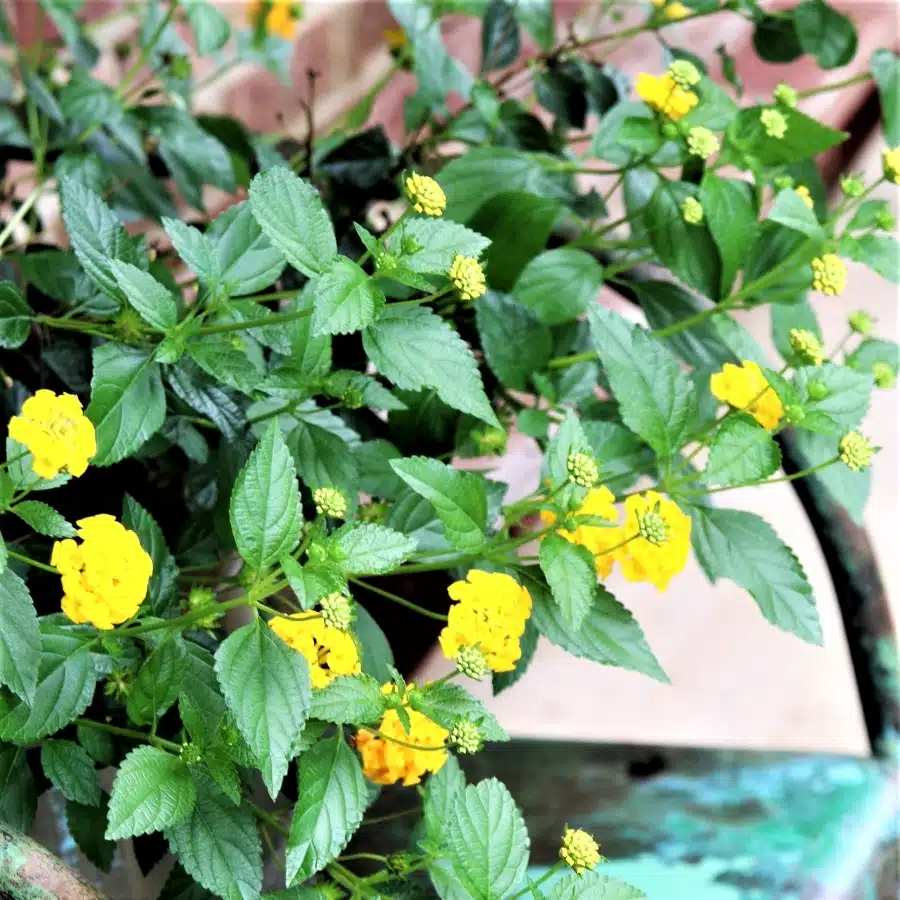 yellow lantana decorates the porch for Summer